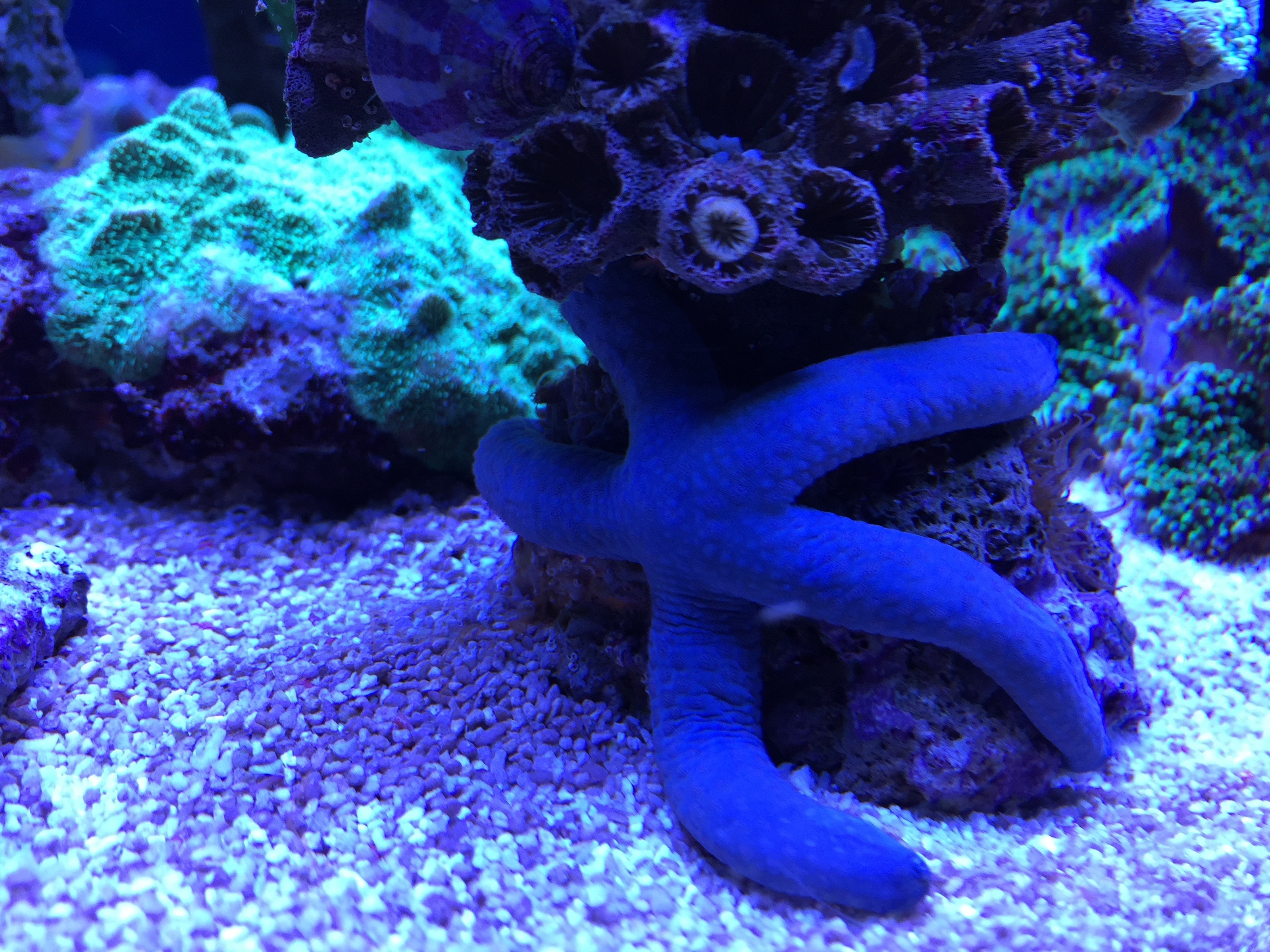 My Linkia starfish