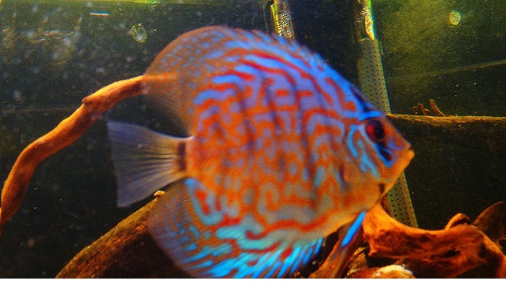 my little discus