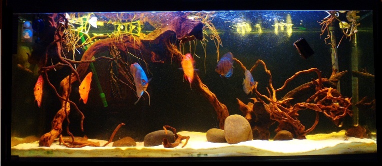 my fish tank