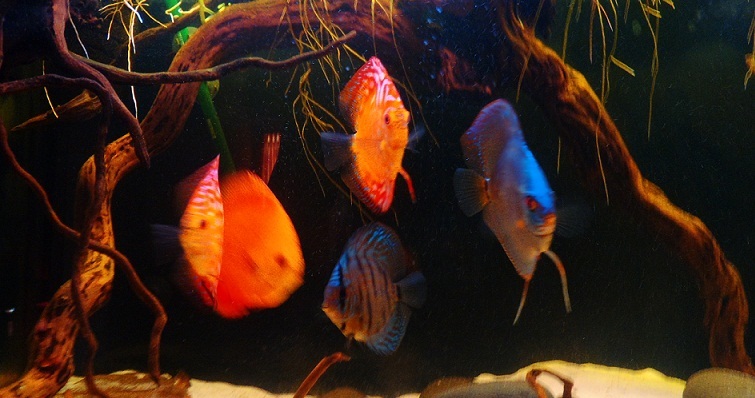 my fish tank