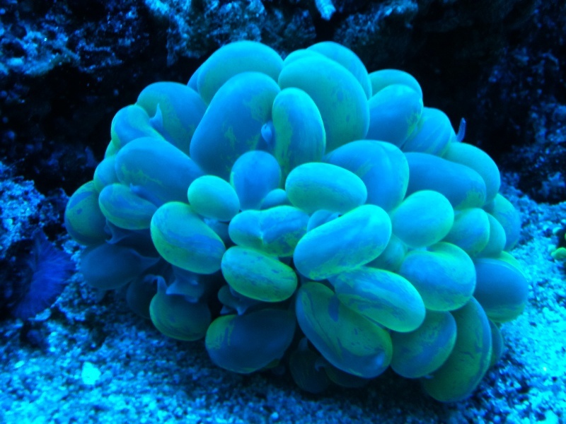 Nikoloutso Reef