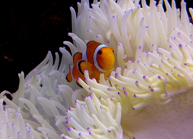 Clown anemone