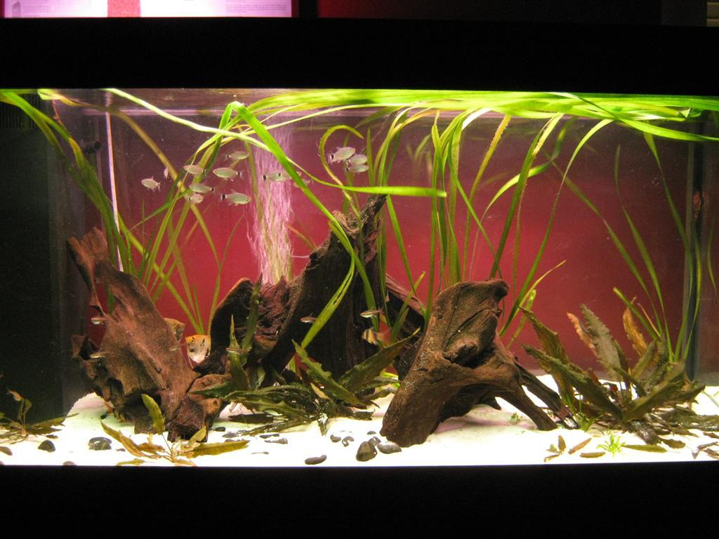 my aquariums