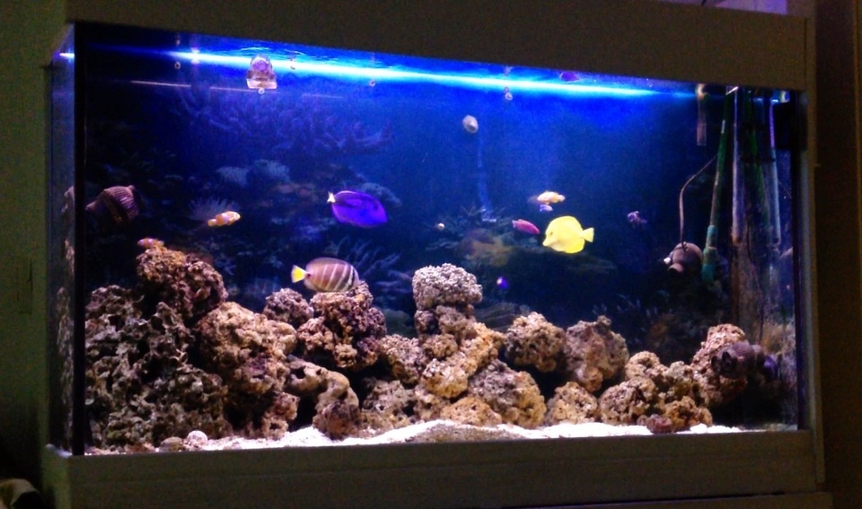 Fish only 420l