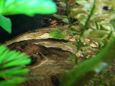 Cladophora Algae