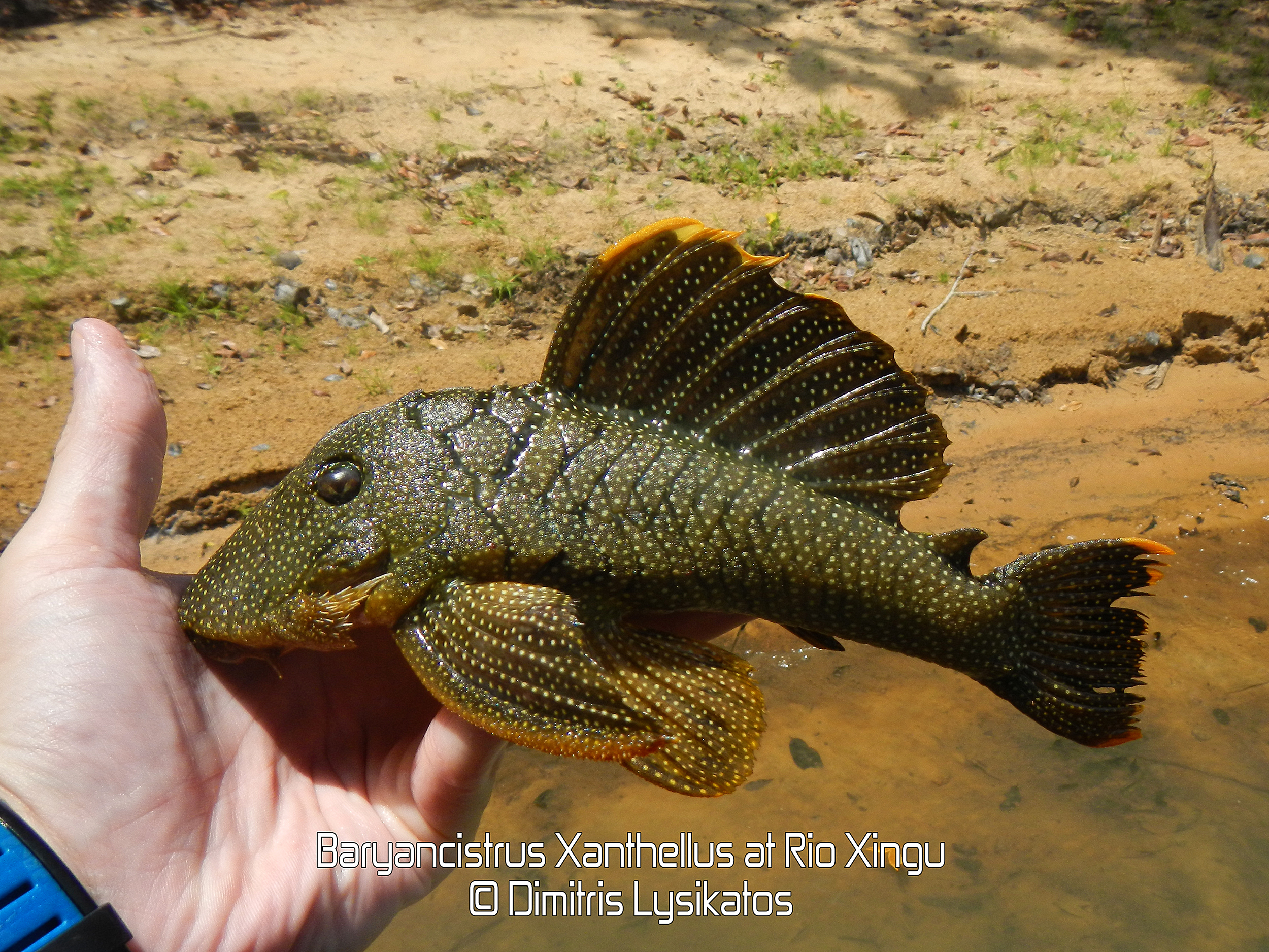 Baryancistrus Xanthellus at Rio Xingu