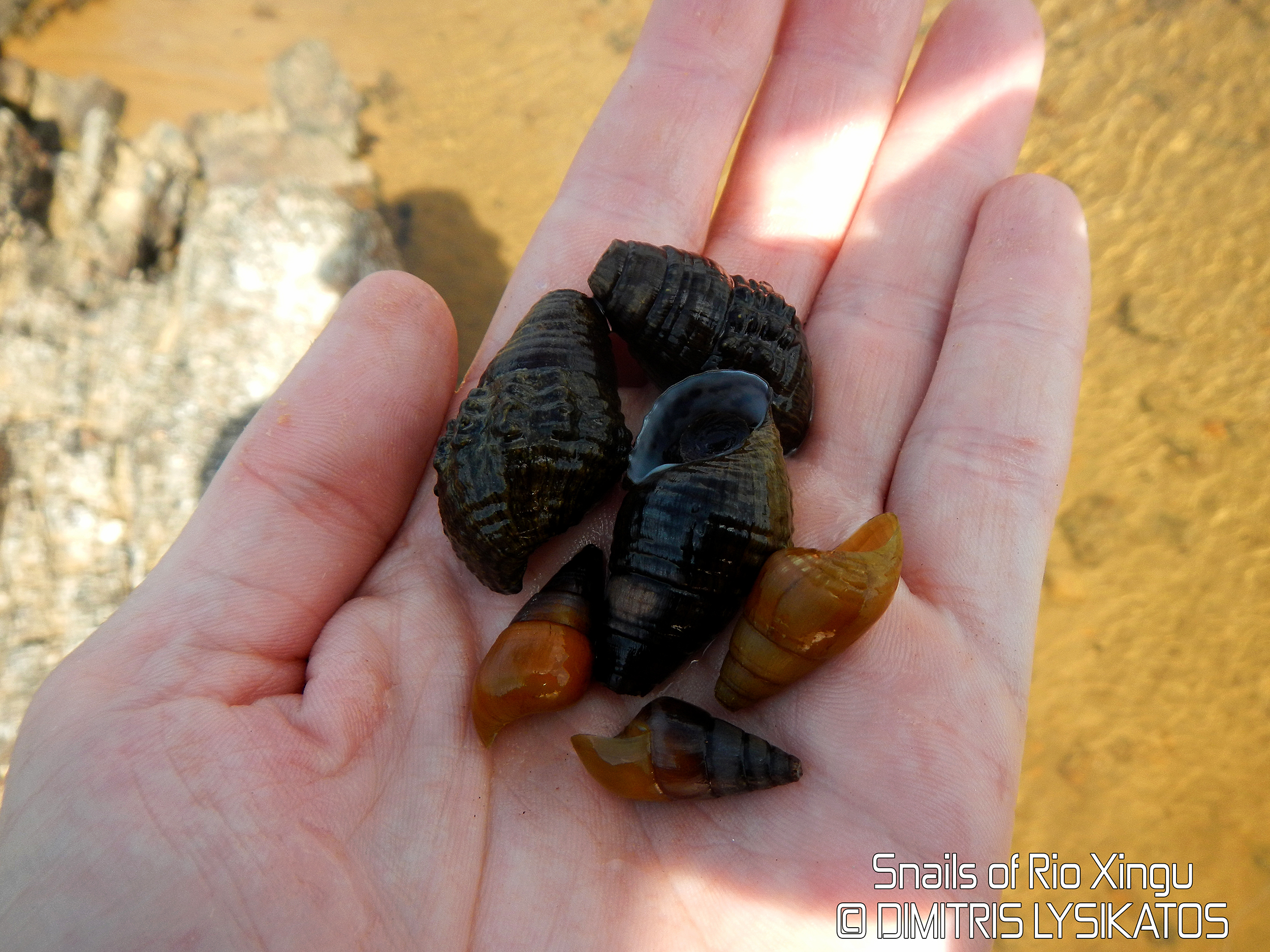 Snails at Rio Xingu