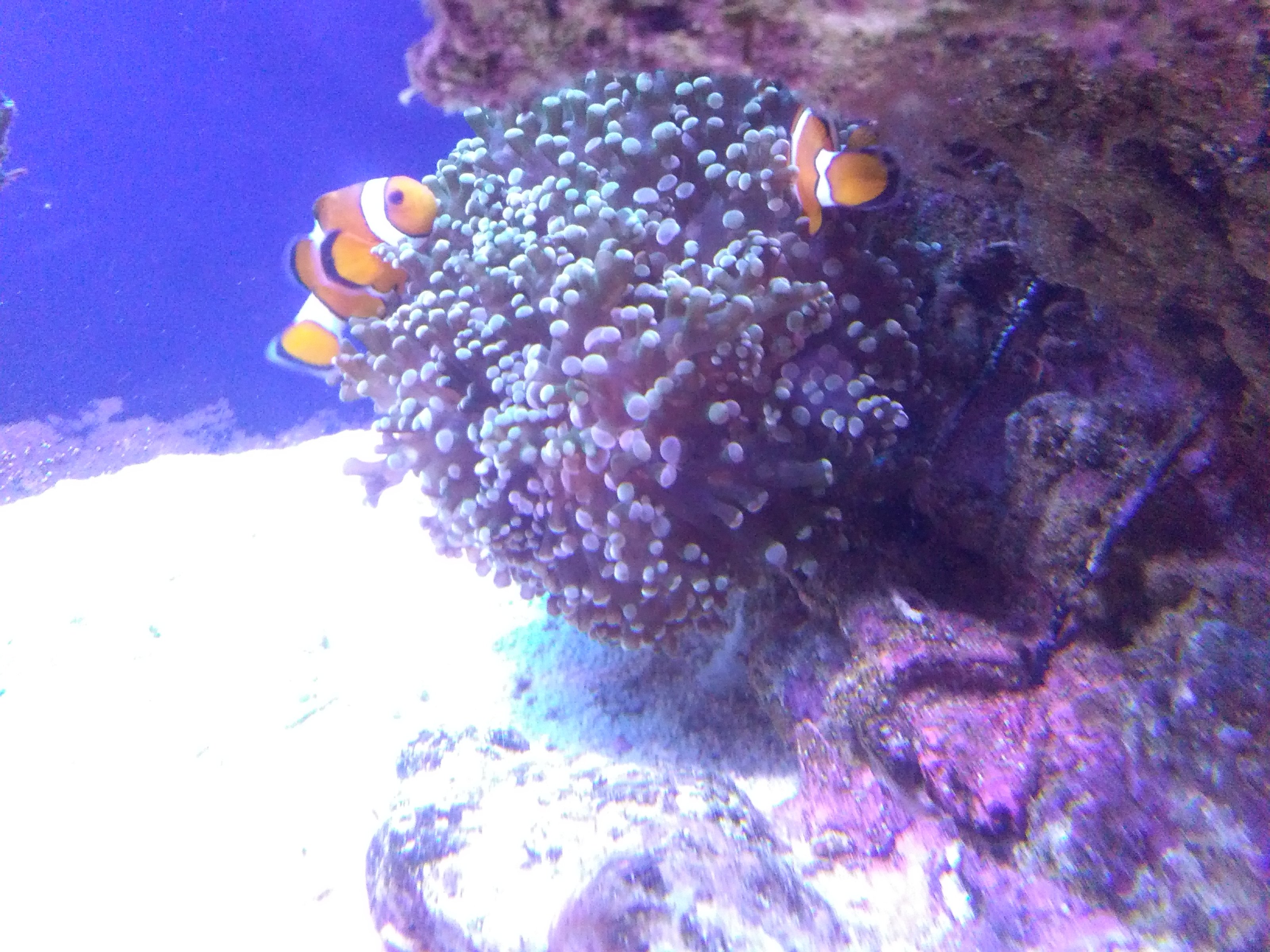 My reef