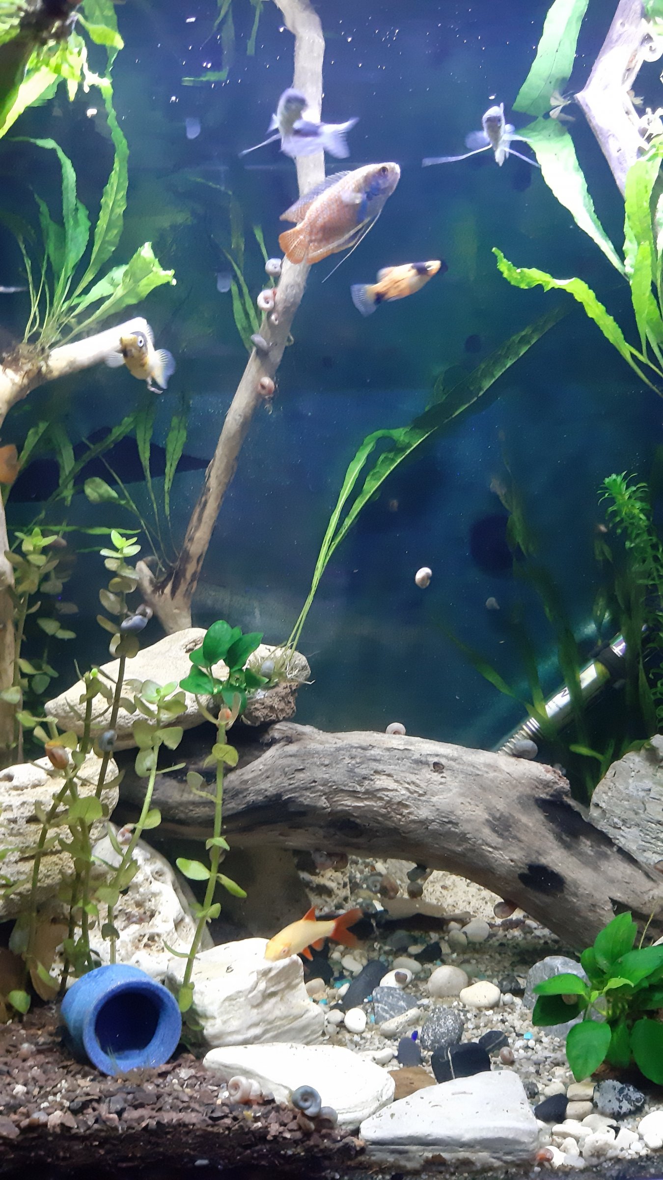 Πειραματικό Gourami and community 120 ltr tank