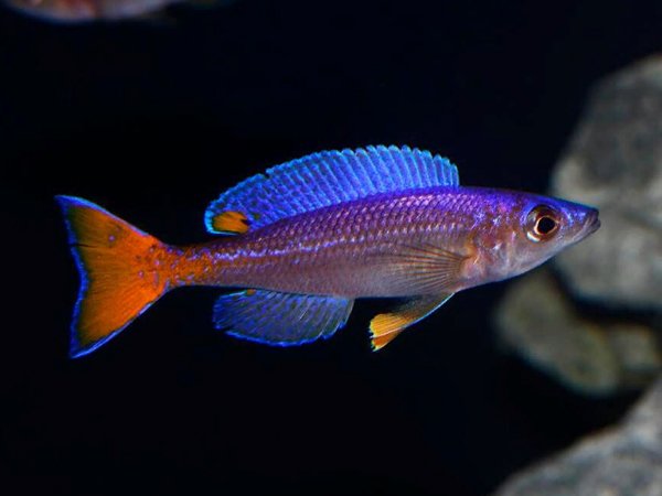 Cyprichromis Leptosoma (Unita).jpg