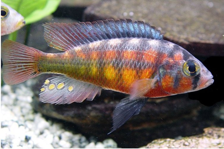 Paralabidochromis sauvagei1.jpg