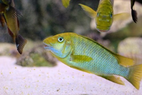 Petrochromis macrognathus Namansi (Yamaoka, 1983)