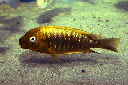 Petrochromis ephippium Kabogo (Brichard, 1989)